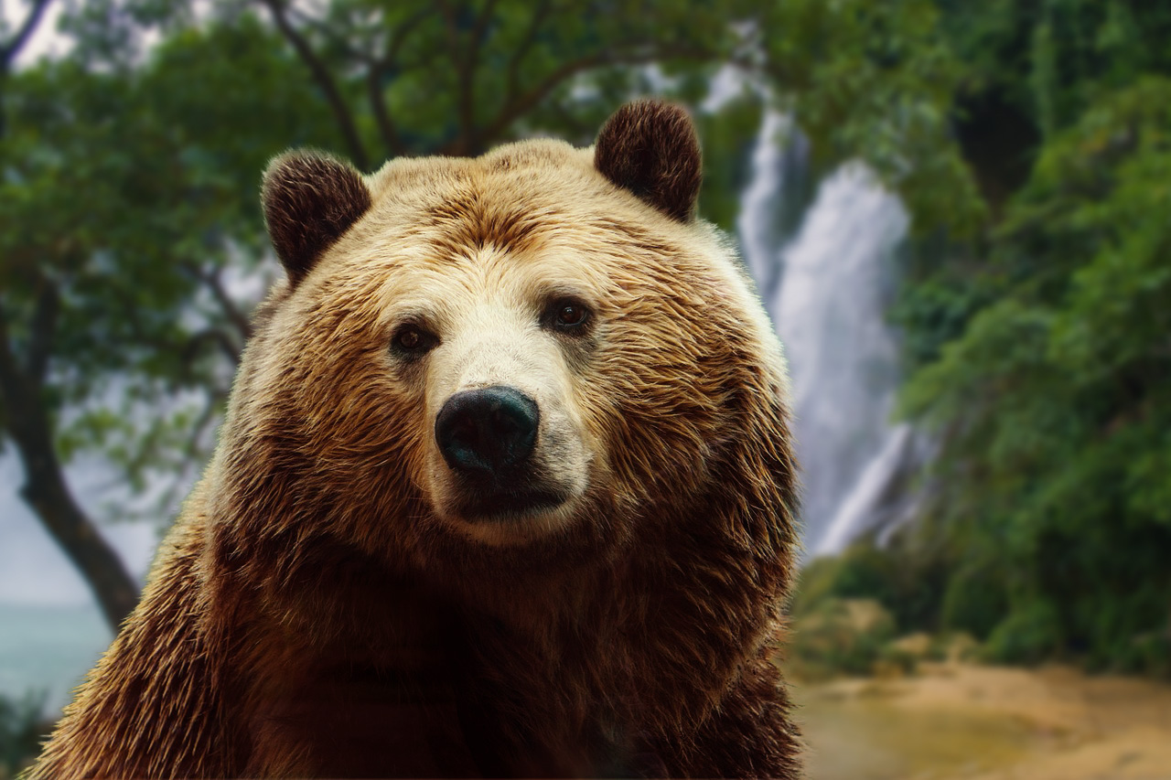 bear background blurr forrest