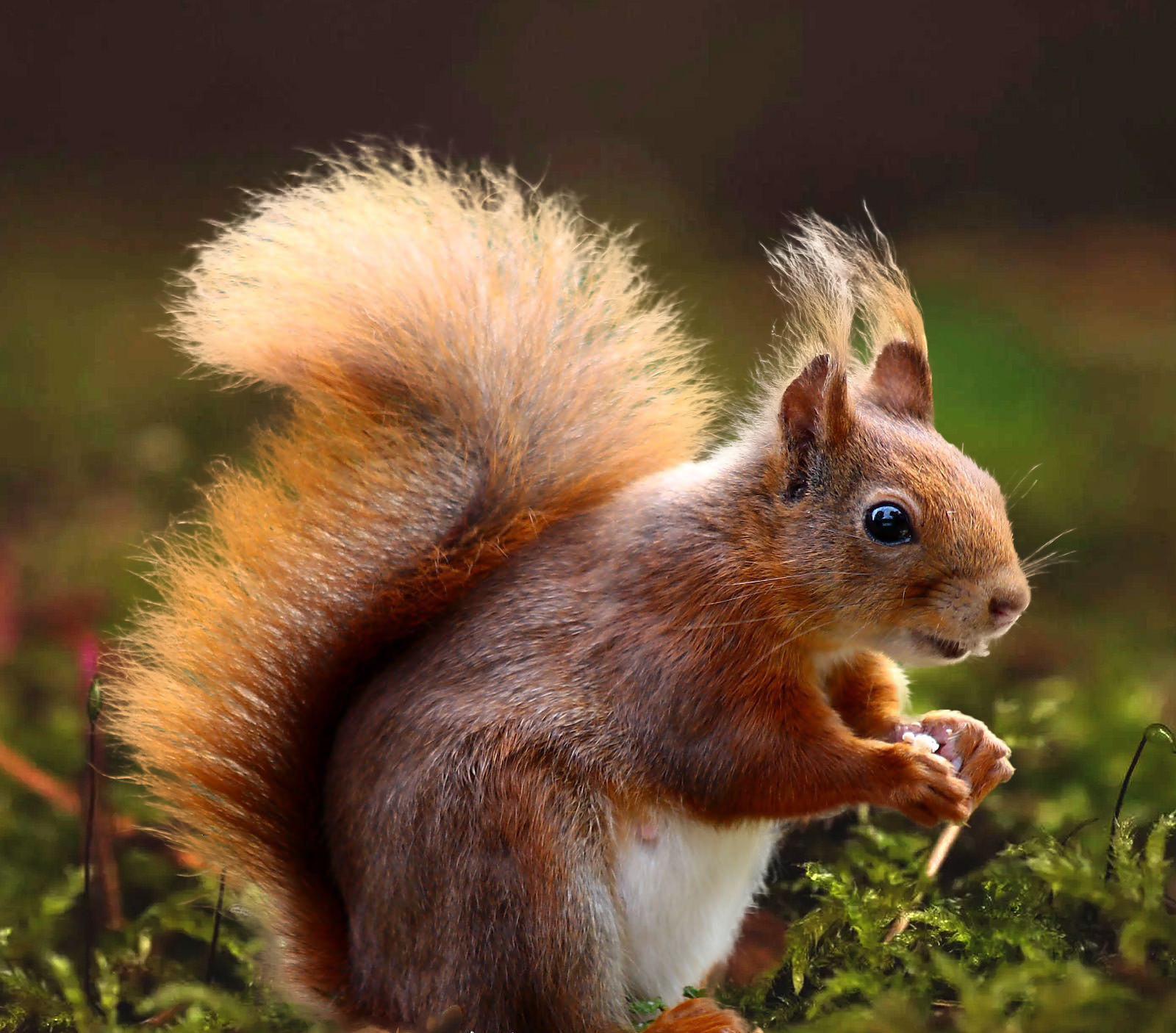 squirrel-