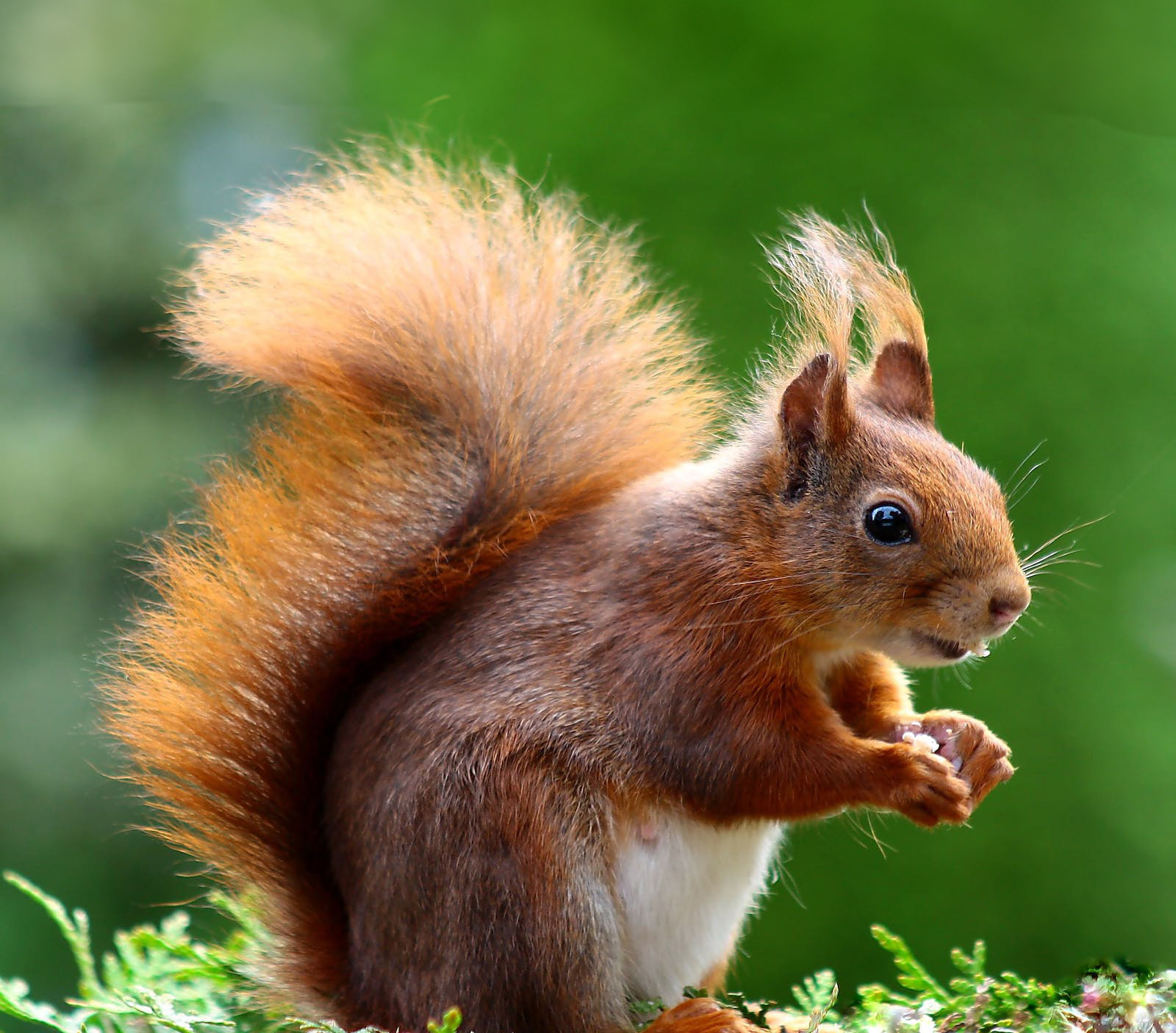 squirrel-animal-cute-rodents-47547